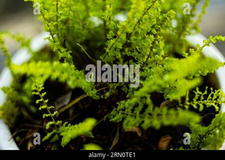 Farne in Töpfen, Hintergründe für Werbung und Tapeten in Naturszenen und Außenlandschaften. Aktuelle Bilder bei Dekorationsideen. Stockfoto