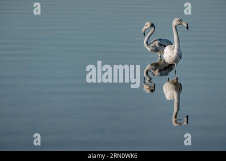 Pinke Flamingos und ihre Reflexionen - Flamants Rosen Stockfoto