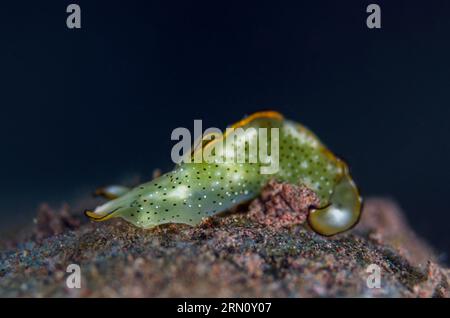 Reich verzierte Sapsucking Slug, Elysia ornata, Batu NiTi Tauchplatz, Seraya, Karangasem, Bali, Indonesien Stockfoto