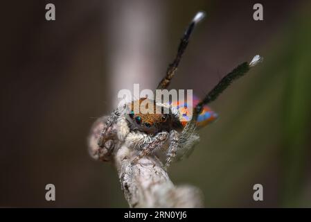 Pfauenspinnenmännchen, Maratus clupeatus in seinen Zuchtfarben. Stockfoto