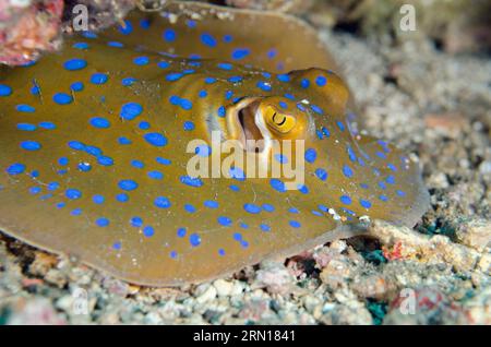 Blue-Spotted Fantail Ray, Taeniura Lymph, Jemeluk Bay Tauchplatz, Amed, Karangasem, Bali, Indonesien Stockfoto