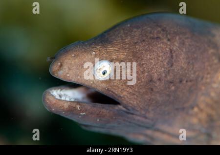 Weißäugiger Moray-Aal, Gymnothorax thyrsoideus, Tauchplatz Sedam, Seraya, Karangasem, Bali, Indonesien Stockfoto