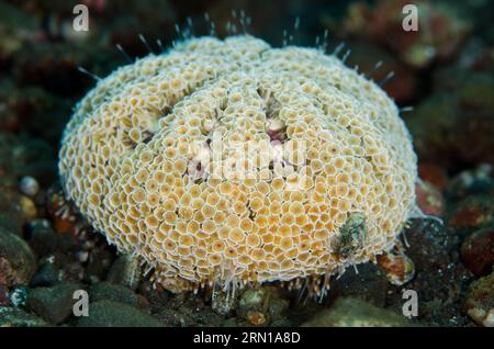 Flower Urchin, Toxopneustes pileolus, Tauchplatz Sedam, Seraya, Karangasem, Bali, Indonesien Stockfoto