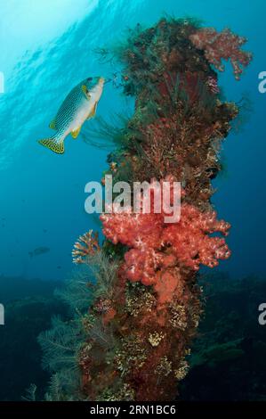 Sweetlips mit Diagonalband, Plectorhinchus lineatus, mit Korallengewölbe, Liberty Wrack Tauchplatz, Tulamben, Karangasem, Bali, Indonesien Stockfoto