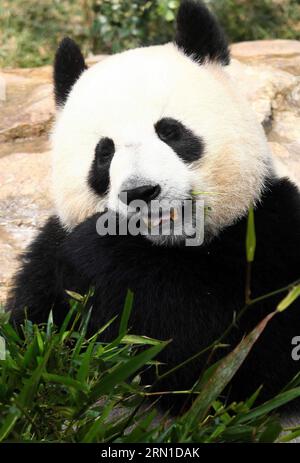 (141219) -- MACAO, 19. Dezember 2014 -- in dieser Datei, aufgenommen am 4. Februar 2011, ernährt sich der weibliche Panda Xin Xin von Bambusblättern im südchinesischen Macao. Er starb am 22. Juni 2014 an akutem Nierenversagen und damit verbundenen Erkrankungen. Xin Xin wurde zusammen mit Kai Kai, einem männlichen Panda, von der chinesischen Zentralregierung Macao als Geschenk zum 10. Jahrestag der Sonderverwaltungsregion Macau (SAR) im Jahr 2009 überreicht. Die chinesische Zentralregierung wird Macau ein weiteres Paar riesiger Pandas überreichen, sagte Präsident Xi Jinping hier am Freitag, während seines Treffens mit Chui Sai On, dem Chef der Sonderverwaltungsregion Macau Stockfoto
