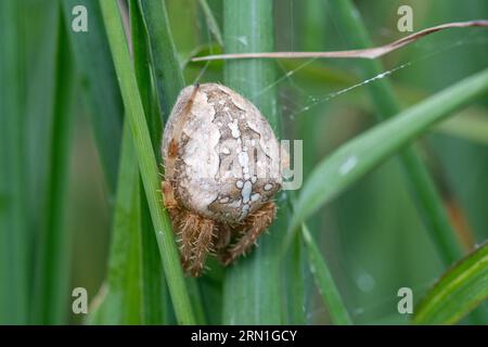 Araneus diadematus, auch bekannt als europäische Gartenspinne, Kreuzorbweaver oder Diademspinne. Eine weibliche Spinne auf Gräsern im August, England, Großbritannien Stockfoto