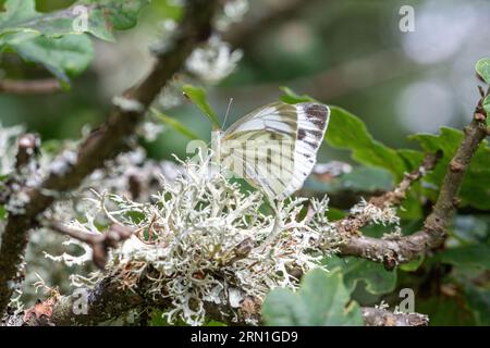 Grün-geäderter weißer Schmetterling (Pieris napi) auf einer mit Flechten bedeckten Eiche, Surrey, England, Vereinigtes Königreich Stockfoto