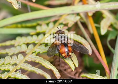 Tachina fera, eine große und brenzlige Fliegenart mit einem markanten breiten schwarzen Streifen in der Mitte eines ansonsten orangen Bauches, England, UK Stockfoto