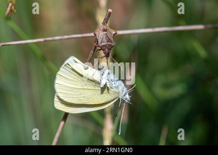 Der Spiked Schildkäfer (Picromerus bidens), eine fleischfressende Art von Schildkäfer in der Familie der Pentatomidae, ernährt sich von einem kleinen weißen Schmetterling, England, Vereinigtes Königreich Stockfoto