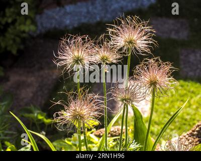 Pulsatilla pratensis (Anemone pratensis), kleine Pasque-Blume in Prag, Tschechische Republik, 1. Juni 2021. (CTK Photo/Pavel Vesely) Stockfoto