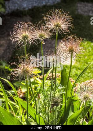 Pulsatilla pratensis (Anemone pratensis), kleine Pasque-Blume in Prag, Tschechische Republik, 1. Juni 2021. (CTK Photo/Pavel Vesely) Stockfoto