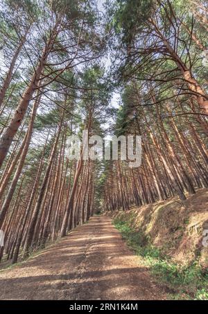 Sehr hohe Bäume Reihen sich an und in der Mitte eine unbefestigte Straße, um sie zu überqueren, in Guadarrama, Spanien. Stockfoto