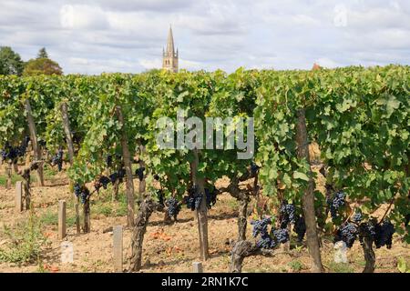 Saint-Emilion. Vigne, Vignol, Rosinen, Dorf. Production de vin rouge. Saint-Emilion, Gironde, Frankreich, Europa Stockfoto