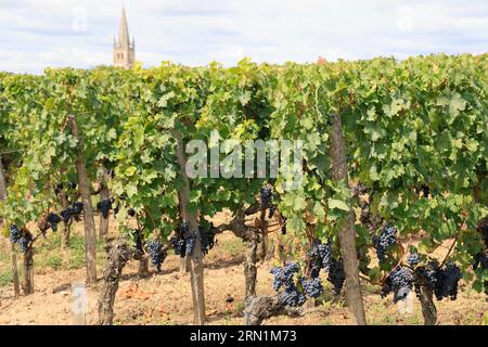 Saint-Emilion. Vigne, Vignol, Rosinen, Dorf. Production de vin rouge. Saint-Emilion, Gironde, Frankreich, Europa Stockfoto