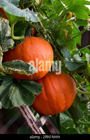 Große orange reife Kürbisse mit grünen Blättern hängen an der Wand. Erntesaison. Nahaufnahme. Stockfoto