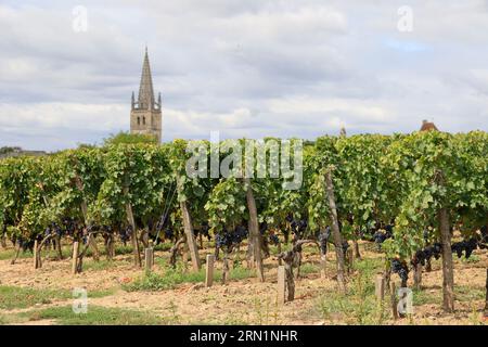 Saint-Emilion. Vigne, Vignol, Rosinen, Dorf. Production de vin rouge. Saint-Emilion, Gironde, Frankreich, Europa Stockfoto