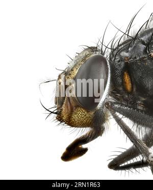 Nahaufnahme einer Fliege mit Details des Kopfes und der Haare am Körper. Stockfoto