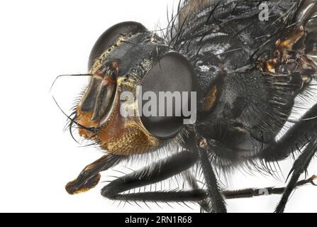 Nahaufnahme einer Fliege mit Details des Kopfes und der Haare am Körper. Stockfoto