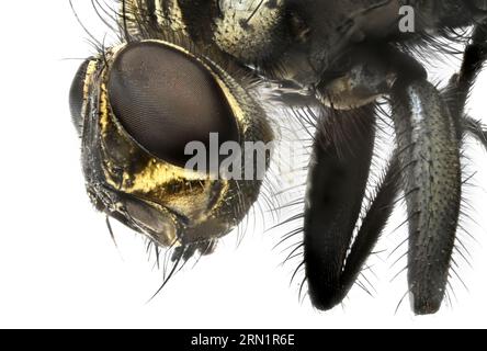 Nahaufnahme einer Fliege mit Details des Kopfes und der Haare am Körper. Stockfoto