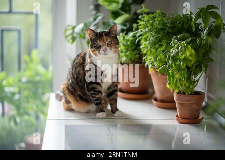 Haustier und Pflanzen zu Hause. Interessierte Katze sitzt auf dem Küchentisch in der Nähe eines kleinen Gartens mit Zimmerpflanzen Kräuter Stockfoto