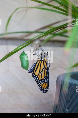 Ein lebhafter Monarch-Schmetterling (Danaus plexippus), der auf einem Blatt mit einer grünen Chrysalis thront Stockfoto