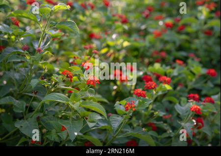 Massen von roten Blüten auf einer Lantana Camara Pflanze, gemeine lantana, die in einem Blumenbeet in einem botanischen Garten wächst. Stockfoto