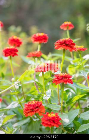 Rote Zinnia elegans Blumen blühen in einem Sommergarten in Texas. Stockfoto
