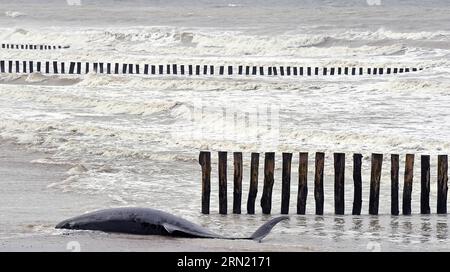 Sangatte Bleriot Plage (Nordfrankreich), 7. November 2022: nördlicher tümmler (Hyperoodon ampullatus) am Strand gespült, bea-Arten Stockfoto
