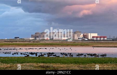 Entenjagd in Grand Fort Philippe (Nordfrankreich): Wasservogeljagd mit Mitgliedern der „ACCL Nord, Association des Chasseurs Cotiers du Littoral“ Stockfoto