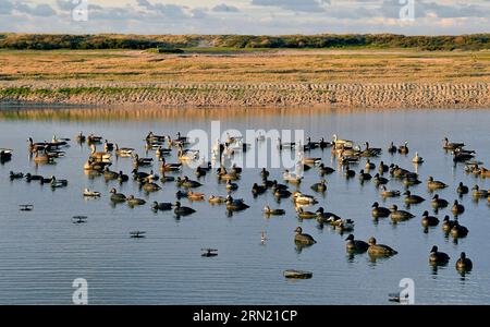 Entenjagd in Grand Fort Philippe (Nordfrankreich): Wasservogeljagd mit Mitgliedern der „ACCL Nord, Association des Chasseurs Cotiers du Littoral“ Stockfoto