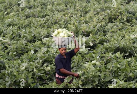 Ein Landwirt, der Brinjals auf dem Kopf hält, spaziert auf einem Gemüsefeld am Stadtrand von Bhubaneswar, Hauptstadt des ostindischen Staates Orissa, 7. Februar 2015. ) INDIEN-BHUBANESWAR-DAILY LIFE Stringer PUBLICATIONxNOTxINxCHN ein Farmer, der AUF seinem Kopf brinjals hält, geht AUF einem Gemüsefeld AM Rande von Bhubaneswar Hauptstadt des östlichen indischen Staates Orissa 7. Februar 2015 Indien Bhubaneswar Daily Life Stringer PUBLICATIONxNOTxINxCHN Stockfoto