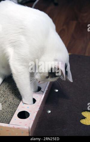 Verspielte Szene einer japanischen Bobtail-Katze, die sich in einem Katzenhaus versteckt Stockfoto