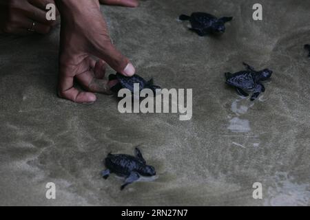 (150215) -- ACEH, 15. Februar 2015 -- frisch geschlüpfte Baby-Oliven-Ridley-Schildkröten kriechen zum Meer, nachdem sie am Lhoknga Beach in Aceh, Indonesien, am 15. Februar 2015 freigelassen wurden. Die Zahl der Schildkröten in Indonesien nimmt aufgrund der unkontrollierten Jagd und des Verkaufs von Schildkröteneiern weiter ab. ) INDONESIA-ACEH-BABY TURTLES-RELEASE Junaidi PUBLICATIONxNOTxINxCHN Aceh 15. Februar 2015 frisch geschlüpfte Baby Olive Ridley Turtles Crawl to the Sea nach ihrer Freilassung AM Strand in Aceh Indonesien 15. Februar 2015 die Anzahl der Schildkröten in Indonesien geht aufgrund der unkontrollierten Jagd und des Verkaufs von Schildkröteneiern Indonesien weiter zurück Stockfoto