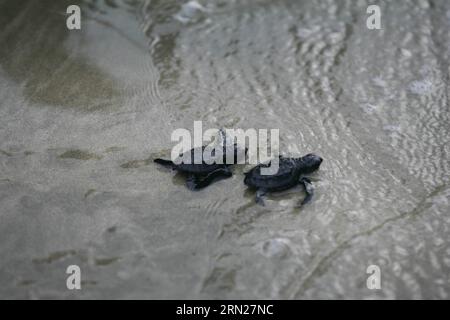 (150215) -- ACEH, 15. Februar 2015 -- frisch geschlüpfte Baby-Oliven-Ridley-Schildkröten kriechen zum Meer, nachdem sie am Lhoknga Beach in Aceh, Indonesien, am 15. Februar 2015 freigelassen wurden. Die Zahl der Schildkröten in Indonesien nimmt aufgrund der unkontrollierten Jagd und des Verkaufs von Schildkröteneiern weiter ab. ) INDONESIA-ACEH-BABY TURTLES-RELEASE Junaidi PUBLICATIONxNOTxINxCHN Aceh 15. Februar 2015 frisch geschlüpfte Baby Olive Ridley Turtles Crawl to the Sea nach ihrer Freilassung AM Strand in Aceh Indonesien 15. Februar 2015 die Anzahl der Schildkröten in Indonesien geht aufgrund der unkontrollierten Jagd und des Verkaufs von Schildkröteneiern Indonesien weiter zurück Stockfoto