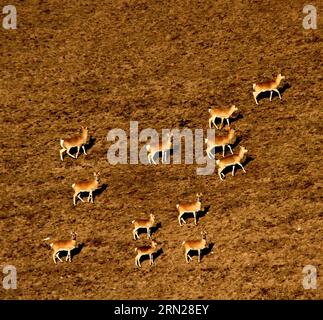 (150217) -- PEKING, 17. Februar 2015 -- Aktenfoto vom 27. November 2013 zeigt eine Ziegenherde in der Pferdefarm Shandan, Provinz Gansu im Nordwesten Chinas. Die Chinesen feiern am 19. Februar dieses Jahres das Mondneujahr, das das Jahr der Ziege auf dem chinesischen Tierkreiszeichen markiert. ) (lfj) CHINA-YEAR OF GOAT (CN) ChenxLi PUBLICATIONxNOTxINxCHN Peking 17. Februar 2015 Datei Foto aufgenommen AM 27 2013. November zeigt eine ZIEGENHERDE auf der Shandan Horse Farm Nordwest-China Provinz S Gansu Chinesen feiern das Mondneujahr AM 19. Februar dieses Jahres, welches das Jahr der ZIEGE markiert ZUM Chinesischen Zodiac China-Jahr der ZIEGE CN P Stockfoto