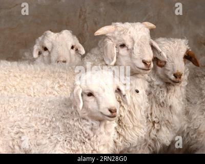 (150217) -- PEKING, 17. Februar 2015 -- Aktenfoto vom 19. März 2014 zeigt eine Schafherde in der urad Middle Banner, der Autonomen Region Innere Mongolei in Nordchina. Die Chinesen feiern am 19. Februar dieses Jahres das Mondneujahr, das das Jahr der Ziege auf dem chinesischen Tierkreiszeichen markiert. ) (lfj) CHINA-YEAR OF GOAT (CN) ZhixMaosheng PUBLICATIONxNOTxINxCHN Peking 17. Februar 2015 Aktenaufnahme aufgenommen AM 19. März 2014 zeigt eine Schafherde in urad Middle Banner Nordchina S Innere Mongolei Autonome Region Chinesen feiern das Mondneujahr AM 19. Februar dieses JAHRES, welches das JAHR markiert von ZIEGEN AUF dem Kinn Stockfoto