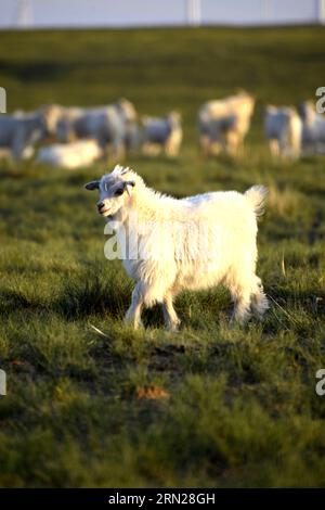 (150217) -- PEKING, 17. Februar 2015 -- das am 30. Juli 2014 aufgenommene Foto zeigt eine Ziege, die auf einer Weide in Uran Middle Banner, Nordchinas Autonome Region Innere Mongolei, wandert. Die Chinesen feiern am 19. Februar dieses Jahres das Mondneujahr, das das Jahr der Ziege auf dem chinesischen Tierkreiszeichen markiert. ) (lfj) CHINA-YEAR OF GOAT (CN) ZhixMaosheng PUBLICATIONxNOTxINxCHN Peking 17. Februar 2015 Datei Foto aufgenommen AM 30 2014. Juli zeigt eine ZIEGE AUF einer Weide in Uran Mittlerer Banner Nordchina Innere Mongolei Autonome Region Chinesen feiern das Mondneujahr AM 19. Februar dieses JAHRES, das Marks Die Stockfoto