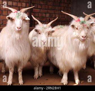 (150217) -- PEKING, 17. Februar 2015 -- das am 30. Juli 2014 aufgenommene Aktenfoto zeigt eine Ziegen-Herde auf einer Weide in Uran Middle Banner, Nordchinas Autonome Region Innere Mongolei. Die Chinesen feiern am 19. Februar dieses Jahres das Mondneujahr, das das Jahr der Ziege auf dem chinesischen Tierkreiszeichen markiert. ) (lfj) CHINA-YEAR OF GOAT (CN) ZhixMaosheng PUBLICATIONxNOTxINxCHN Peking 17. Februar 2015 Aktenfoto VOM 30 2014. Juli zeigt eine Ziegenherde AUF einer Weide im Uran Mittleren Banner Nordchina S Innere Mongolei Autonome Region Chinesen feiern das Mondneujahr AM 19. Februar dieses Jahres, das heißt Markiert Den Stockfoto