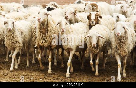(150217) -- PEKING, 17. Februar 2015 -- Aktenfoto vom 26. Oktober 2014 zeigt eine Schafherde in der Huazhai-Gemeinde der Stadt Zhangye, Provinz Gansu im Nordwesten Chinas. Die Chinesen feiern am 19. Februar dieses Jahres das Mondneujahr, das das Jahr der Ziege auf dem chinesischen Tierkreiszeichen markiert. ) (lfj) CHINA-YEAR OF GOAT (CN) WangxJiang PUBLICATIONxNOTxINxCHN Peking 17. Februar 2015 Datei Foto VOM OKT 26 2014 zeigt eine Schafherde in der Gemeinde Zhangye City Nordwest-China Provinz S Gansu Chinesen feiern das Mondneujahr AM 19. Februar dieses Jahres, das das Jahr des Jahres ist ZIEGE AUF dem Chinesischen Zodiac Stockfoto