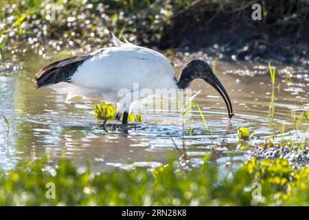 Die heiligen Ibis (Threskiornis aethiopicus) ernähren sich in Maasai Mara, Kenia. Stockfoto