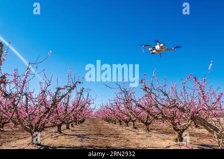 Verger en fleurs à Cieza - blühender Obstgarten in Cieza Stockfoto