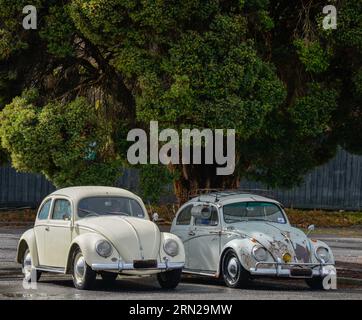 Volkswagen VW Beetles parkte Under a Tree Vintage Retro Show Shine Day Out, Melbourne Victoria Stockfoto