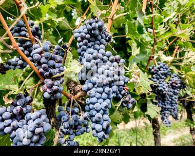 Reife Rotweintrauben auf einem grünen Wein in einem italienischen Weinberg zur Herstellung von Merlot oder Cabernet Stockfoto