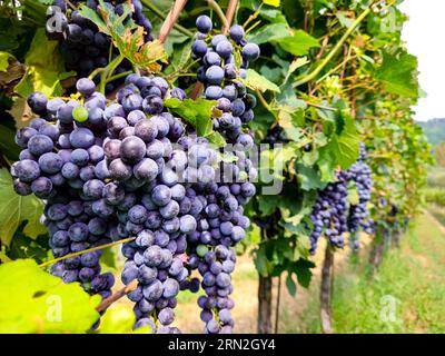 Reife Rotweintrauben auf einem grünen Wein in einem italienischen Weinberg zur Herstellung von Merlot oder Cabernet Stockfoto