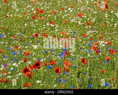 Ein Feld mit blühenden Mohnblumen und Kornblumen kann auch als Hintergrund verwendet werden Stockfoto