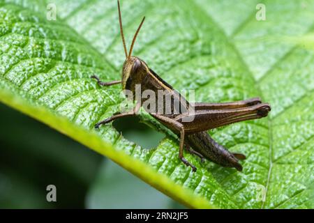 Heuschrecke, die Blätter in sirsi karnataka isst Stockfoto