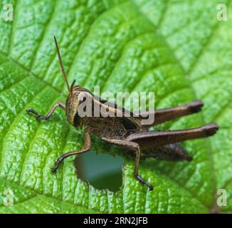 Heuschrecke, die Blätter in sirsi karnataka isst Stockfoto