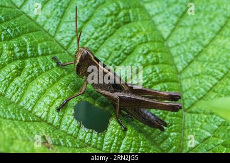 Heuschrecke, die Blätter in sirsi karnataka isst Stockfoto