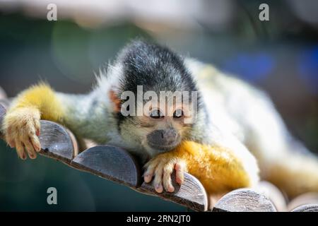 Ein junger Eichhörnchenaffe mit gelben Armen auf einer hölzernen Plattform im Parco Zoo Falconara in Falconara Marittima, Provice of Ancona, Italien Stockfoto