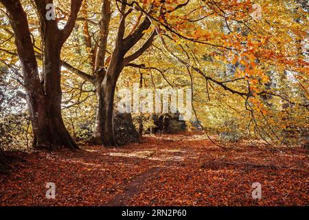 Eichen in herbstlicher Farbe, Wiltshire, UK Stockfoto